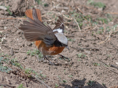 Phoenicurus erythronotus