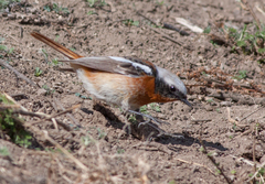 Phoenicurus erythronotus