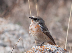 Phoenicurus erythronotus