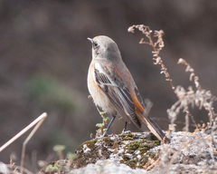 Phoenicurus erythronotus