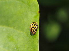 Cleobora mellyi