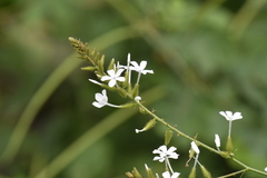 Plumbago zeylanica