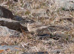 Prunella atrogularis