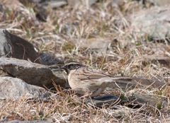 Prunella atrogularis
