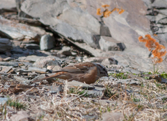 Emberiza godlewskii