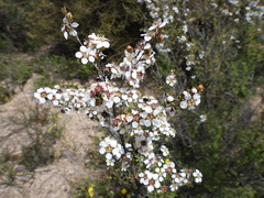 Leptospermum