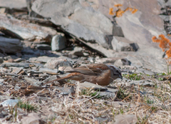 Emberiza godlewskii