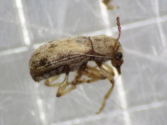 Mauia subnotatus