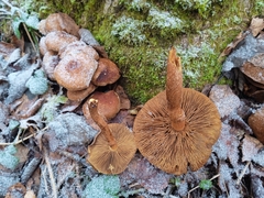 Pholiota squarrosa