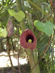 Aristolochia littoralis