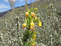 Hermannia aff-denudata