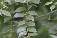 Ziziphus oenopolia