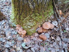 Pholiota squarrosa