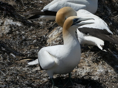 Morus serrator