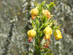 Hermannia aff-denudata