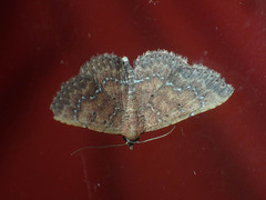 Cerynea punctilinealis