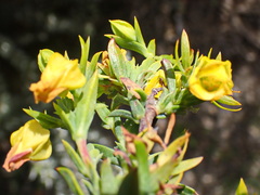 Hermannia aff-denudata