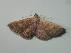 Cerynea punctilinealis