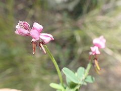 Indigofera declinata