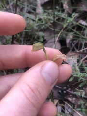 Pterostylis melagramma