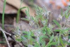 Xanthosia huegelii