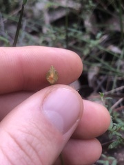 Pterostylis melagramma