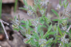 Xanthosia huegelii