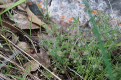 Xanthosia huegelii