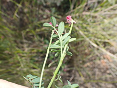Indigofera declinata