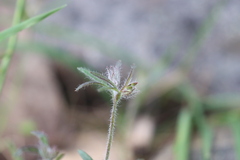 Xanthosia huegelii