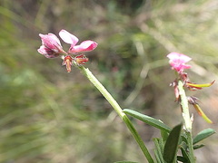 Indigofera declinata