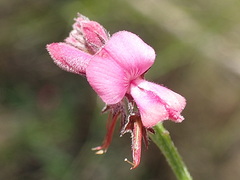 Indigofera declinata