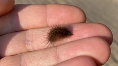 Arctiinae