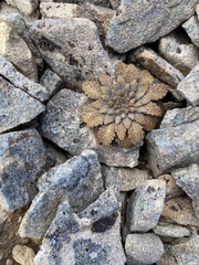 Notothlaspi rosulatum