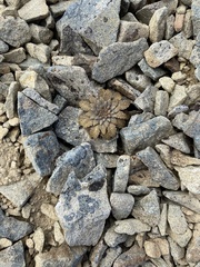 Notothlaspi rosulatum