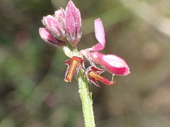 Indigofera declinata