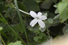 Barleria longiflora
