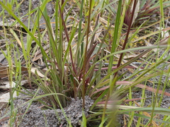 Stylidium armeria
