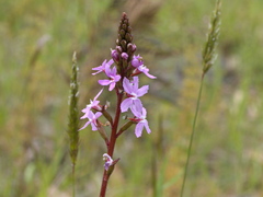 Stylidium armeria