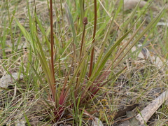 Stylidium armeria