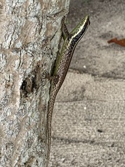 Dasia vittata
