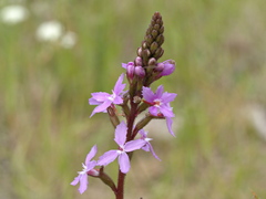 Stylidium armeria