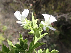 Pelargonium ribifolium