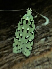 Izatha peroneanella
