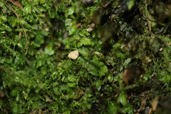 Lophocolea heterophylla