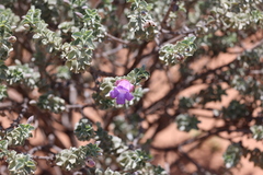 Eremophila rotundifolia