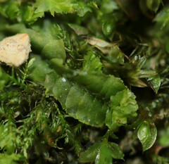 Lophocolea heterophylla