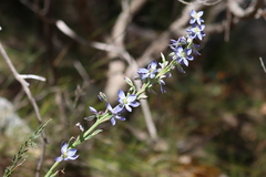 Thelymitra grandiflora