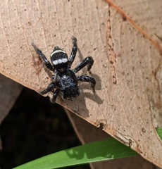 Saitis virgatus