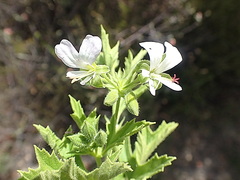Pelargonium ribifolium